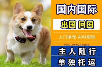 泰州市宠物托运公司泰州市宠物托运公司泰州市宠物托运公司