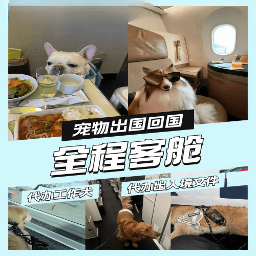 泰州市宠物托运到白俄罗斯宠物入境规定和要求